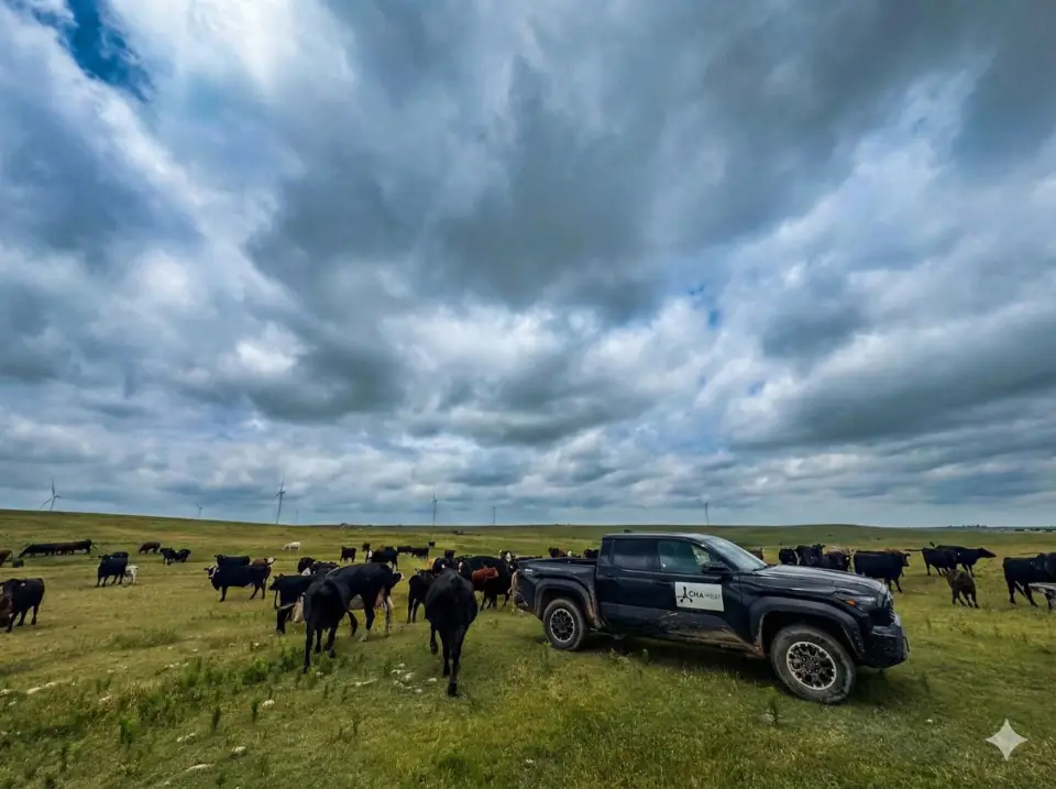 The survey truck among cattle on the Oklahoma prairie